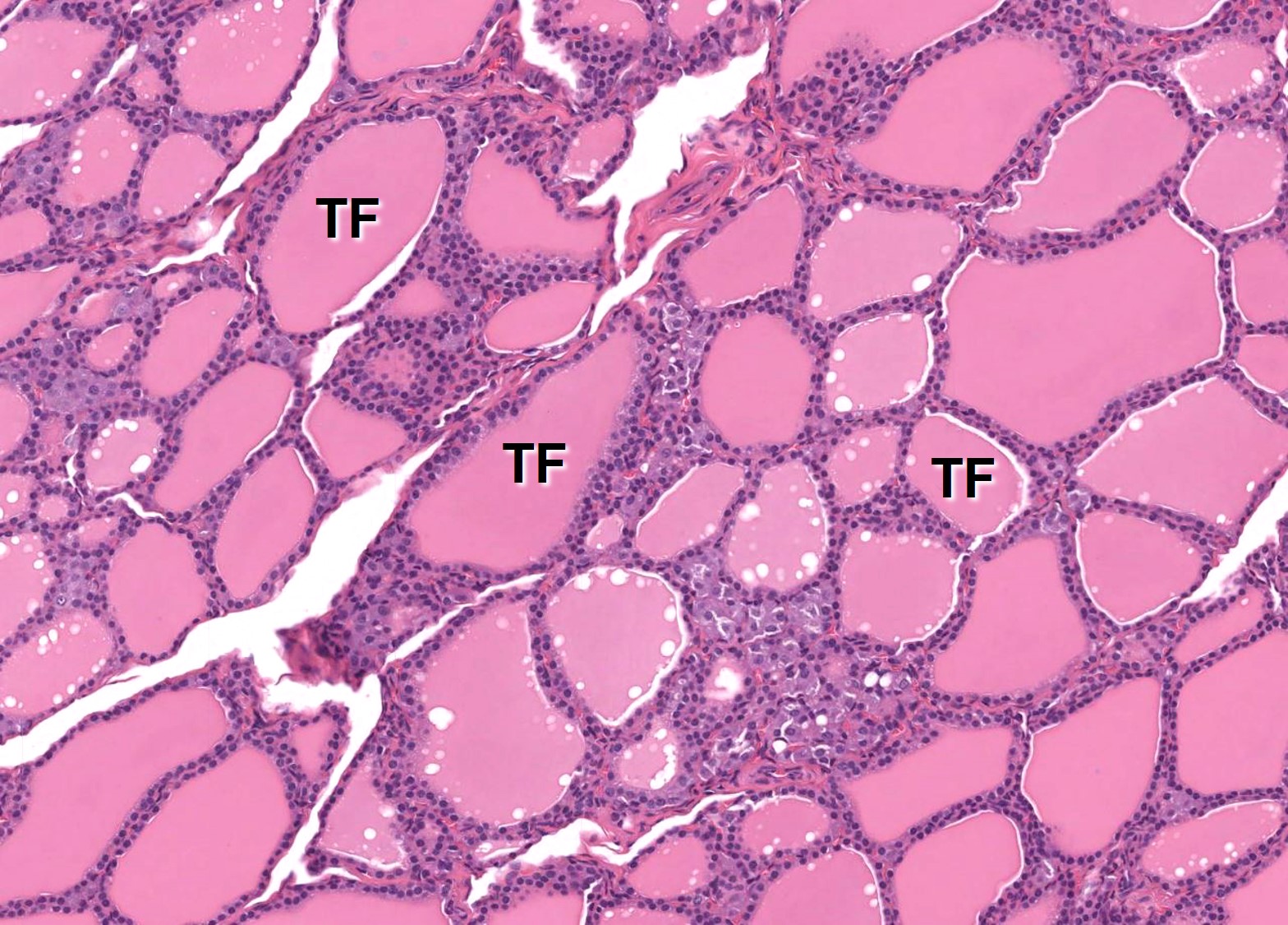 Thyroid gland Veterinary Histology