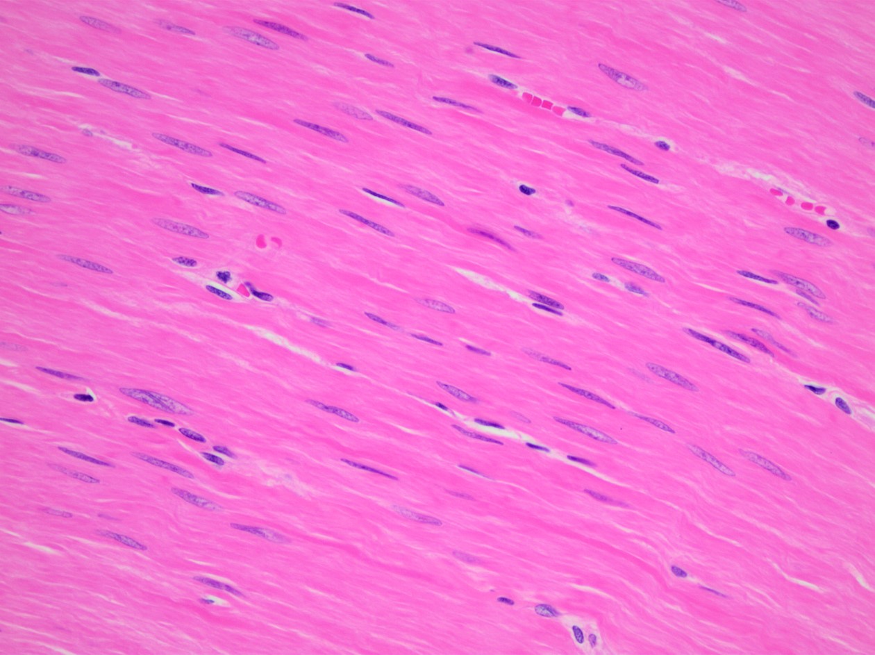 smooth muscle cells under microscope