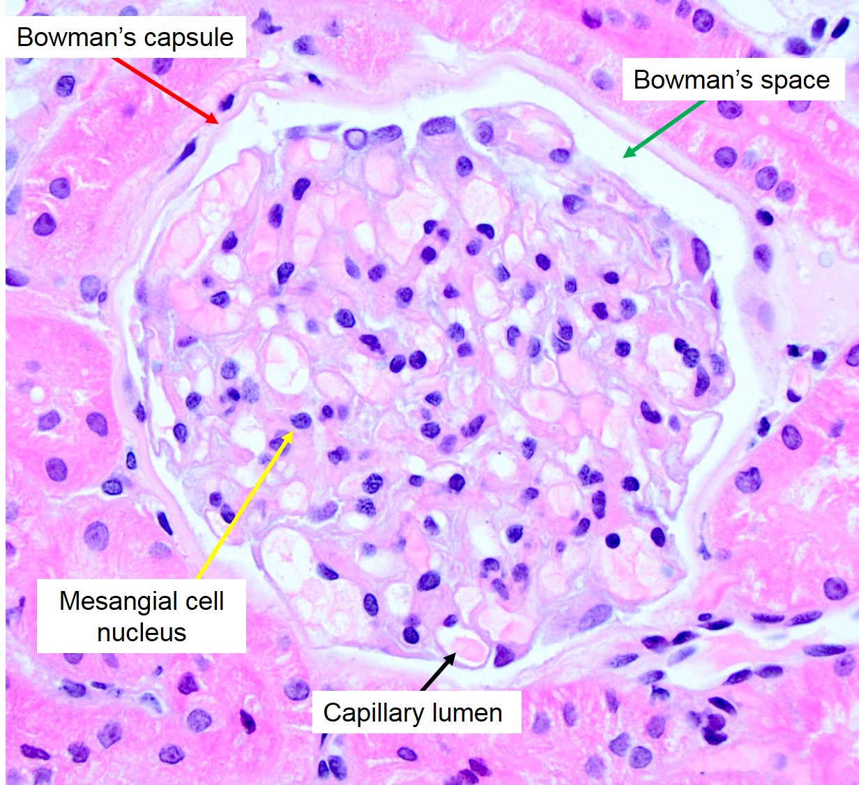 glomeruli-histology