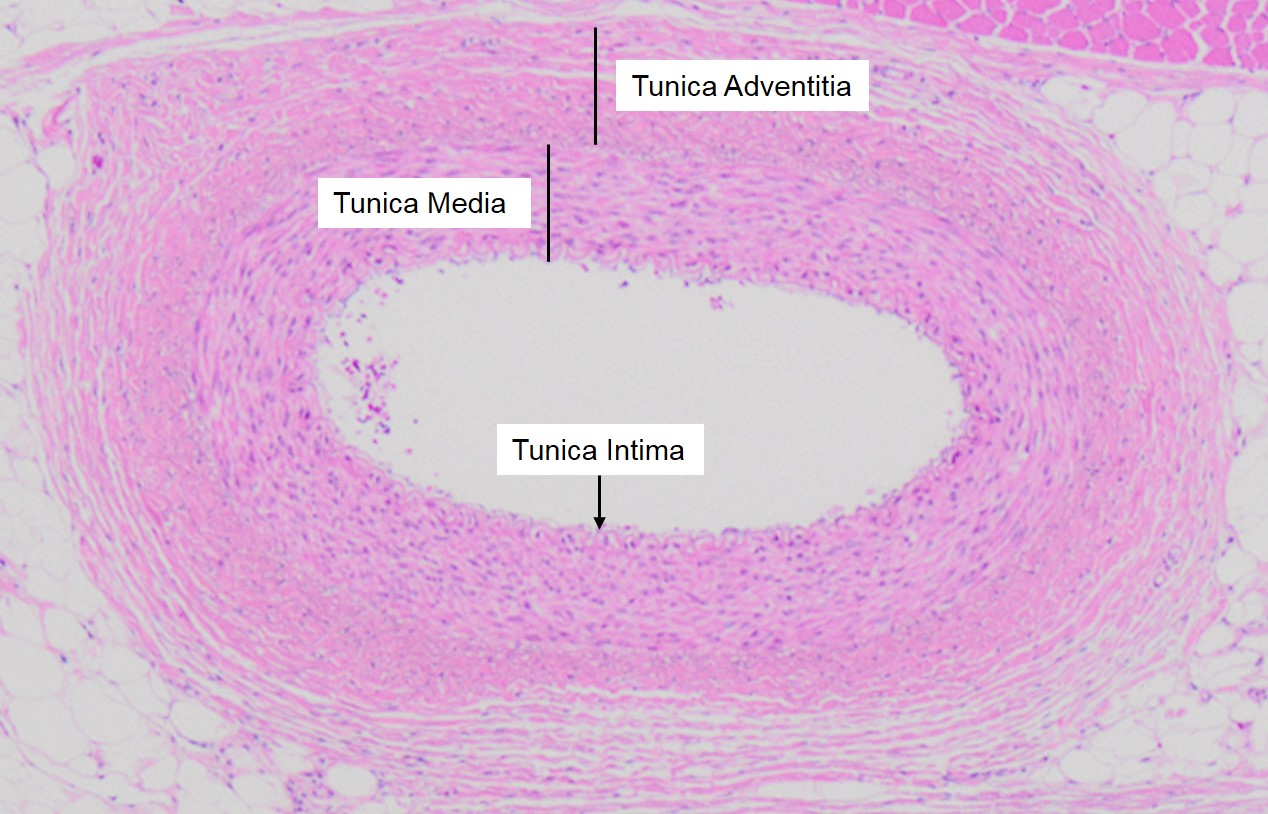 Vascular Tunics Veterinary Histology