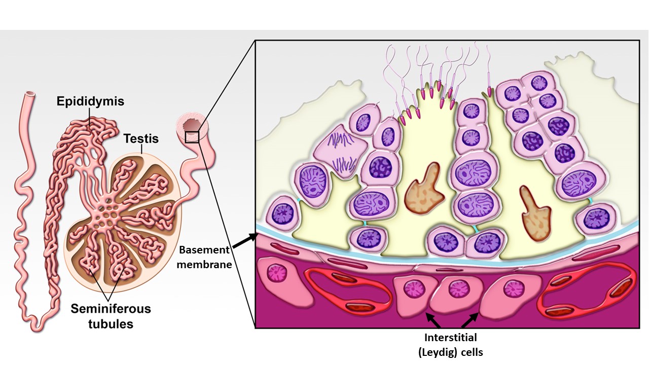 write-two-major-functions-each-of-testis-and-ovary