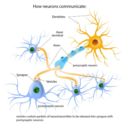 graphic of how neurons communicate