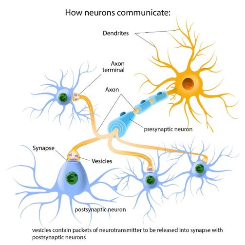 Ch 4 More About Neurotransmitters And How Neurons Communicate SWK 