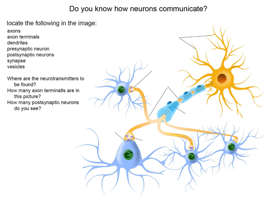 Ch 4 More About Neurotransmitters And How Neurons Communicate Swk 3805 Modules 3 4 Biological Models Of Addiction
