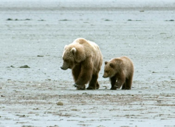 Parent bear and cub in a stream. Copyright: Audrey Begun