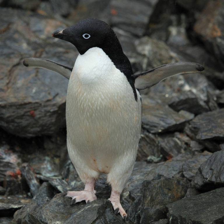 adelie penguin stuffed animal