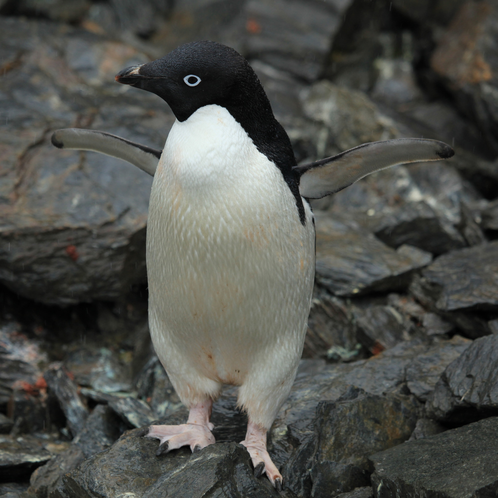 Adelie penguin on a rocky shore