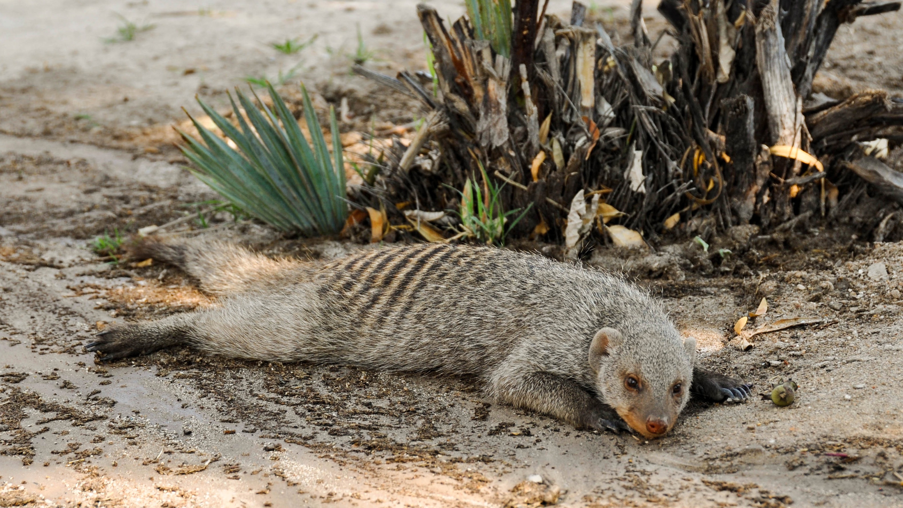 mongoose stretched out on ground in dirt in the sun