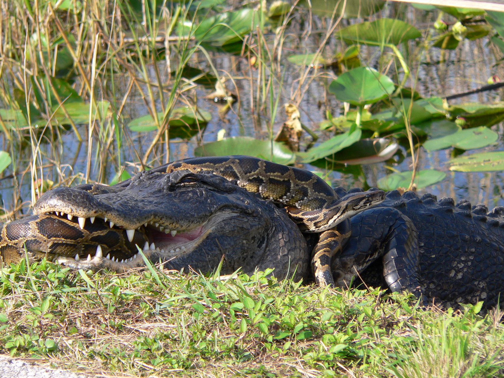 python wrapped around alligator head and upper body near edge of water