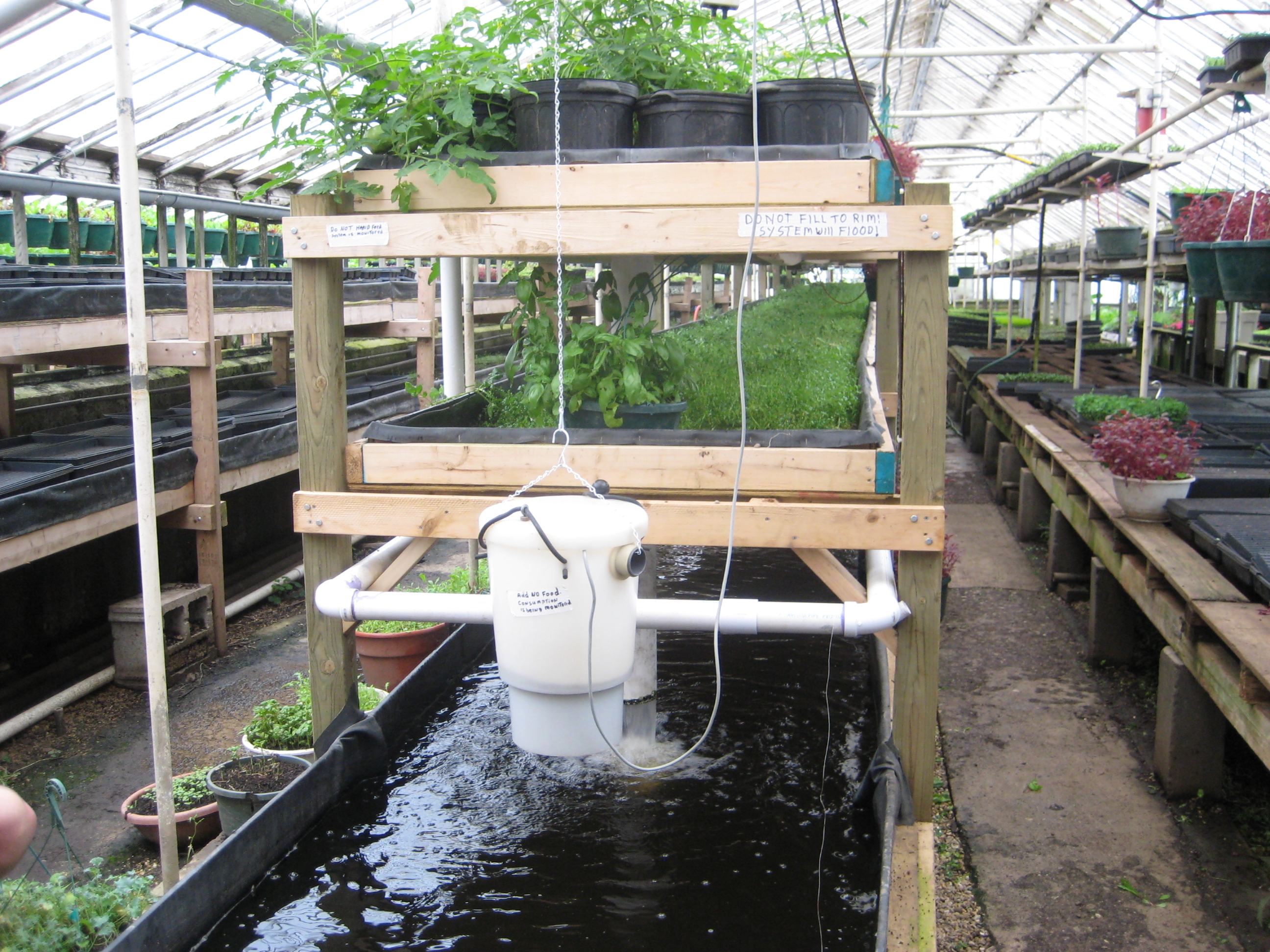 Aquaponics system with two shelves of potted plants over top a fish tank and filter hanging from chain above tank