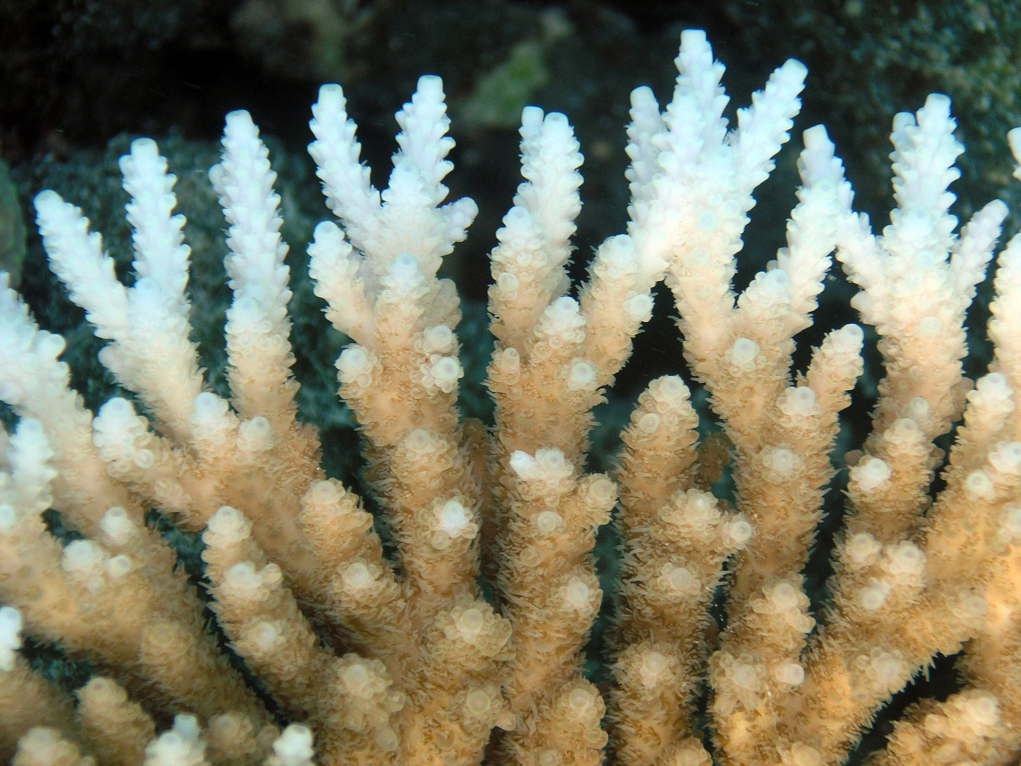 close up of coral species with discoloration occurring on tips where they are turning white