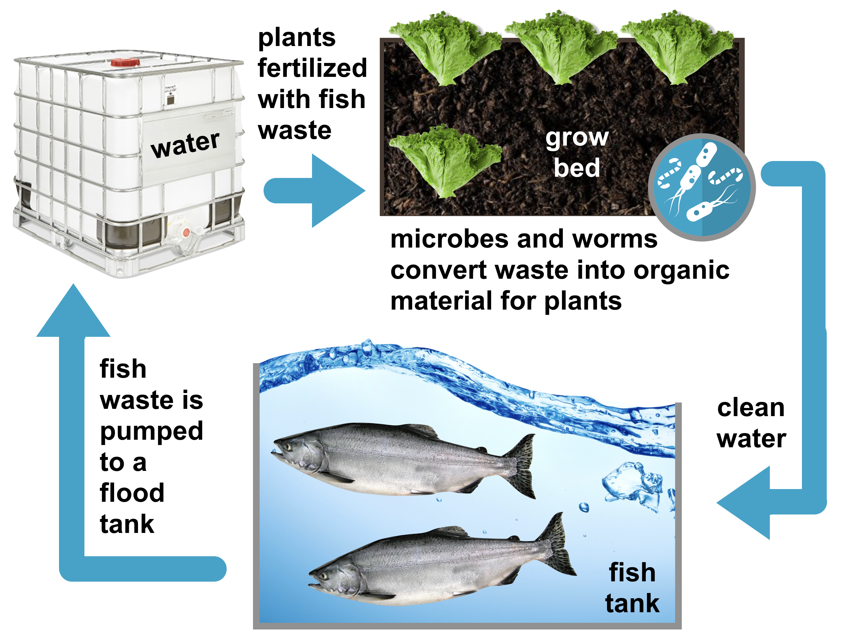 graphic showing the flow of an aquaponics system including the use of plants that have been fertilized by fish waste to clean the water of the fish tanks.