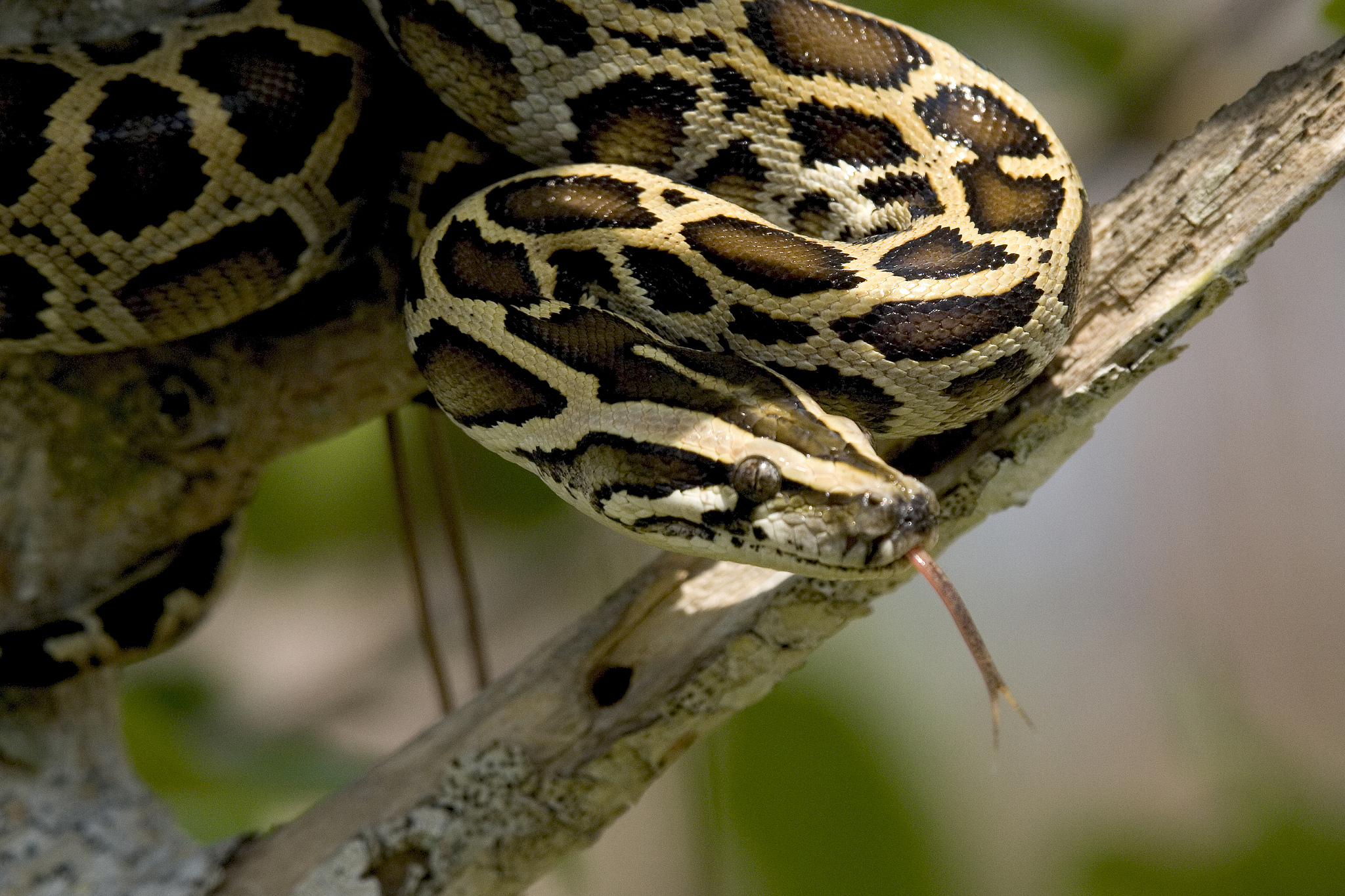 Burmese python wrapped around tree branch