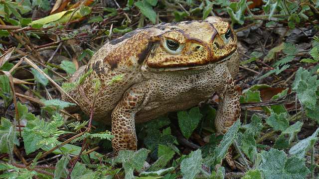 cane toad amongst twigs and leaves