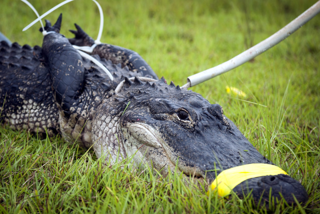 alligator on grassy field with its jaws constricted and its front legs tied behind its back