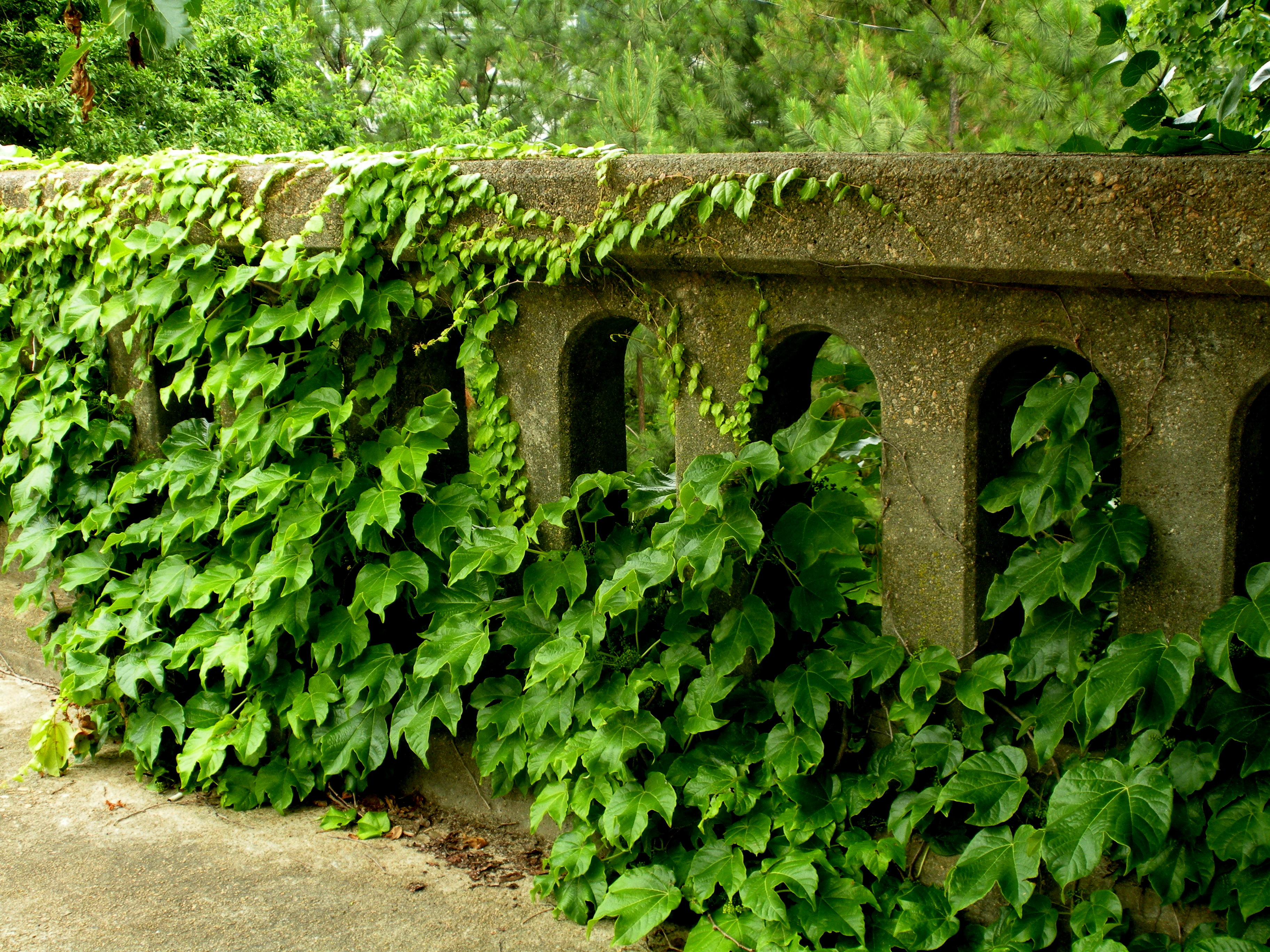 Kudzu vines covering concrete bridge