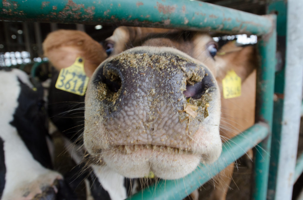 close up of a cow nose sticking through a stall after feeding