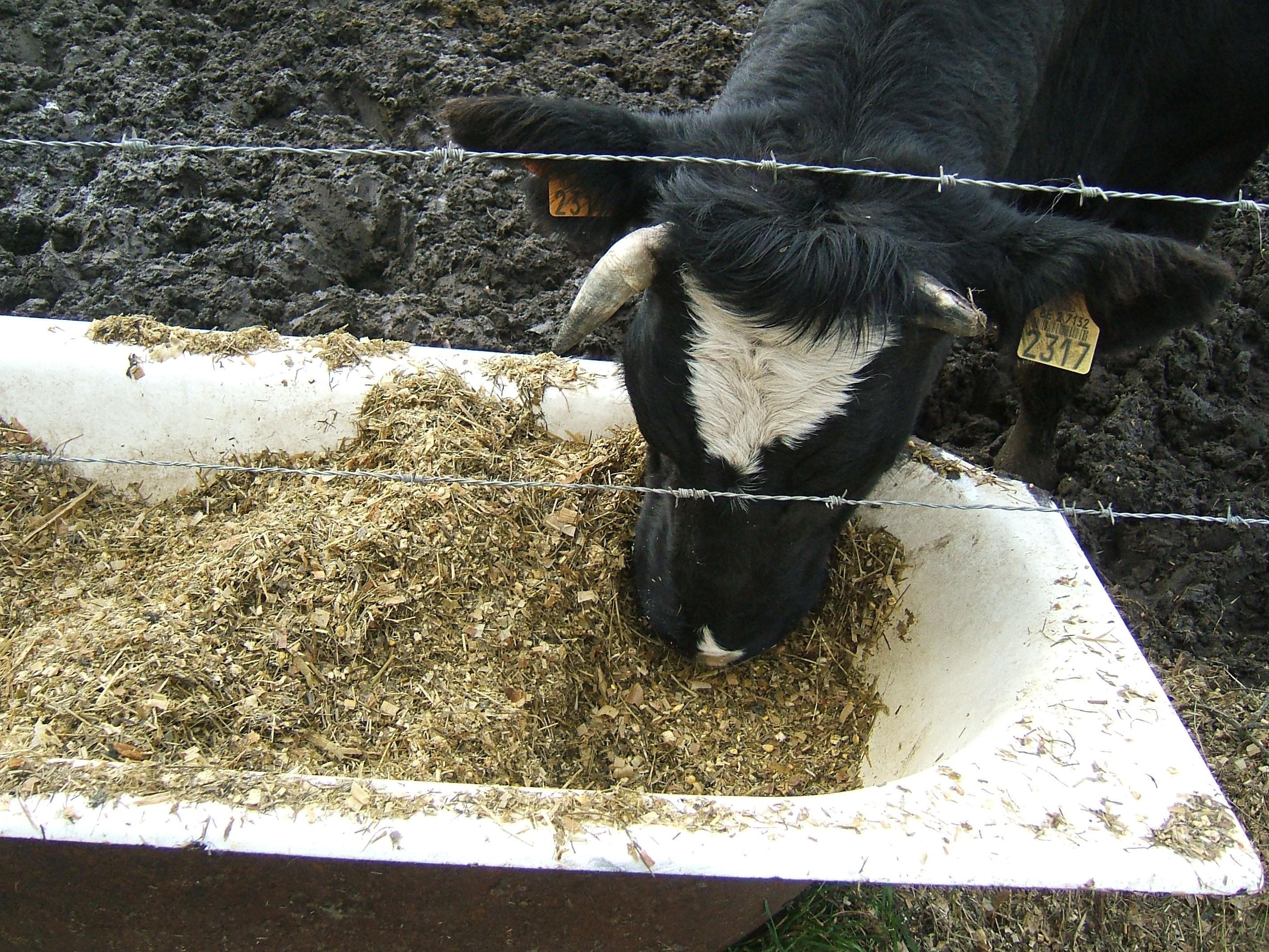 cow feeding on sillage from a large tub behind a thin wire fence