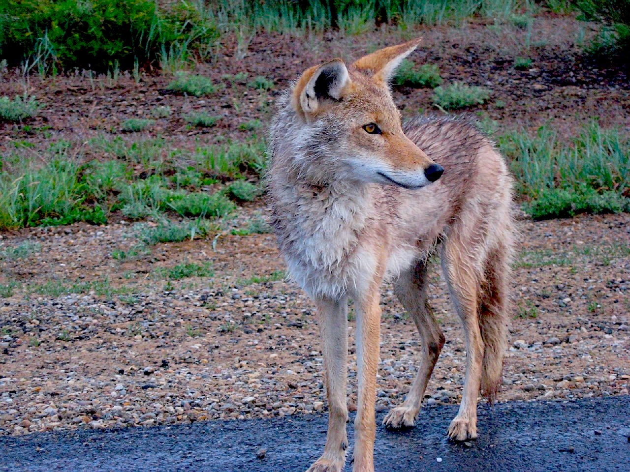 coyote standing on a roadside