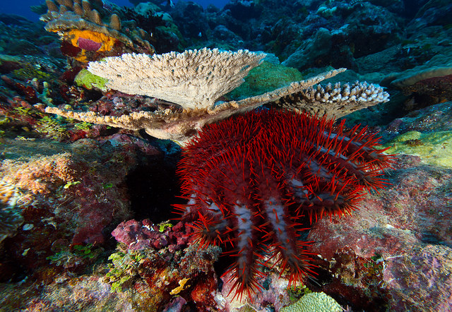 crown of thorns starfish on top of a coral reef