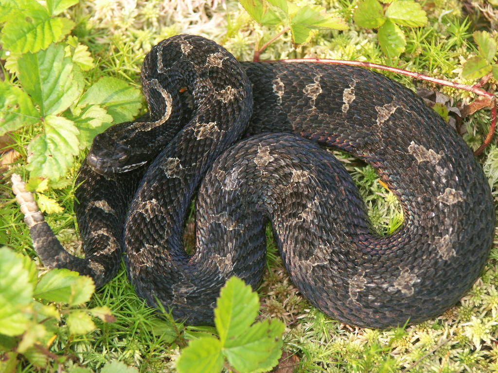 eastern massasauga snake