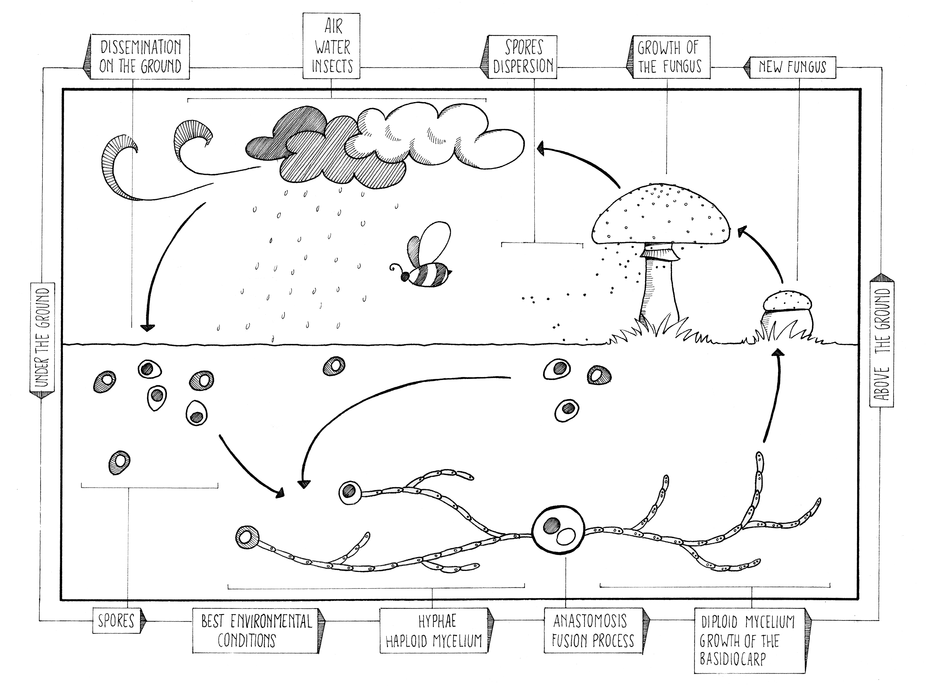 graphic of life cycle of fungi spores