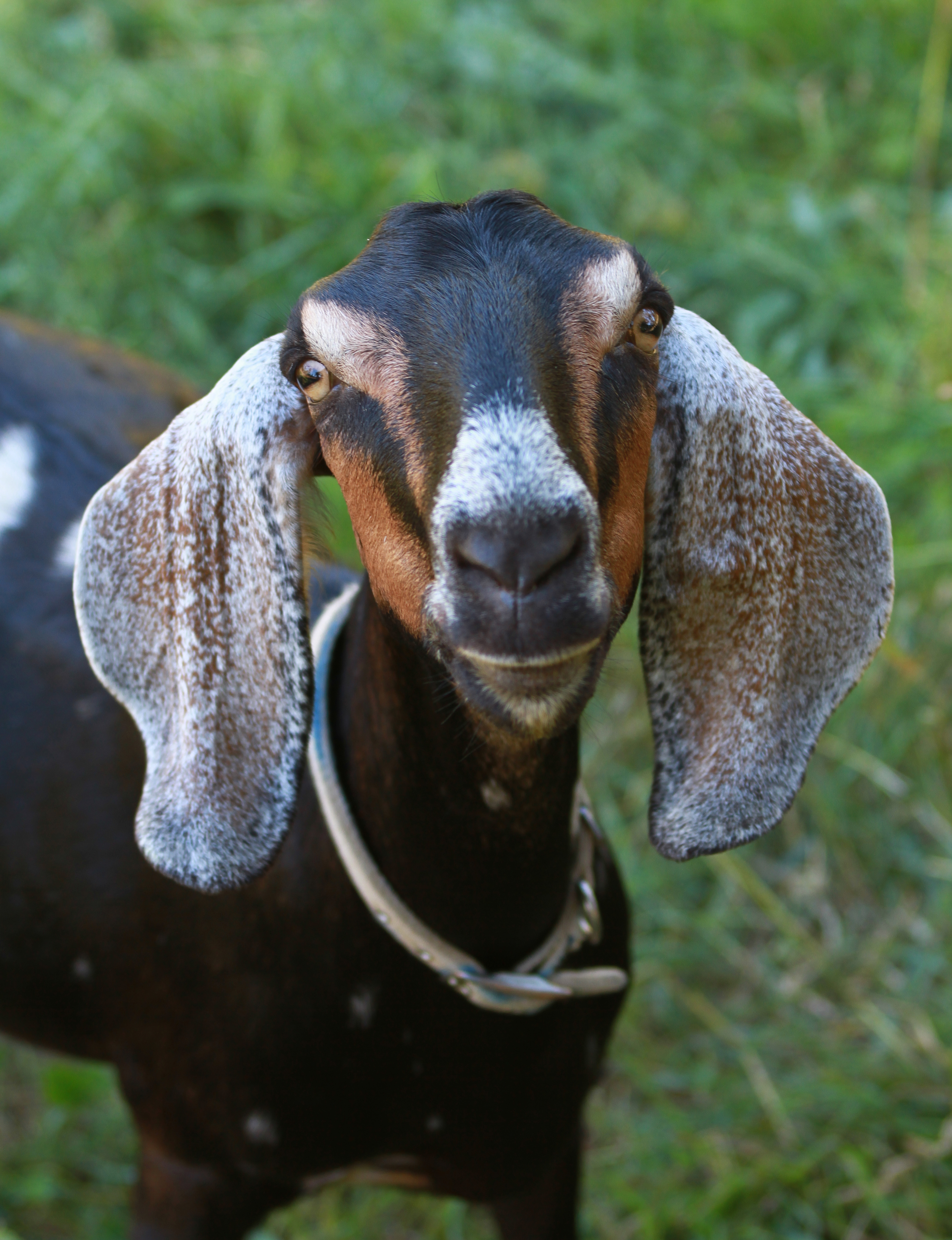 Female goat in grassy field