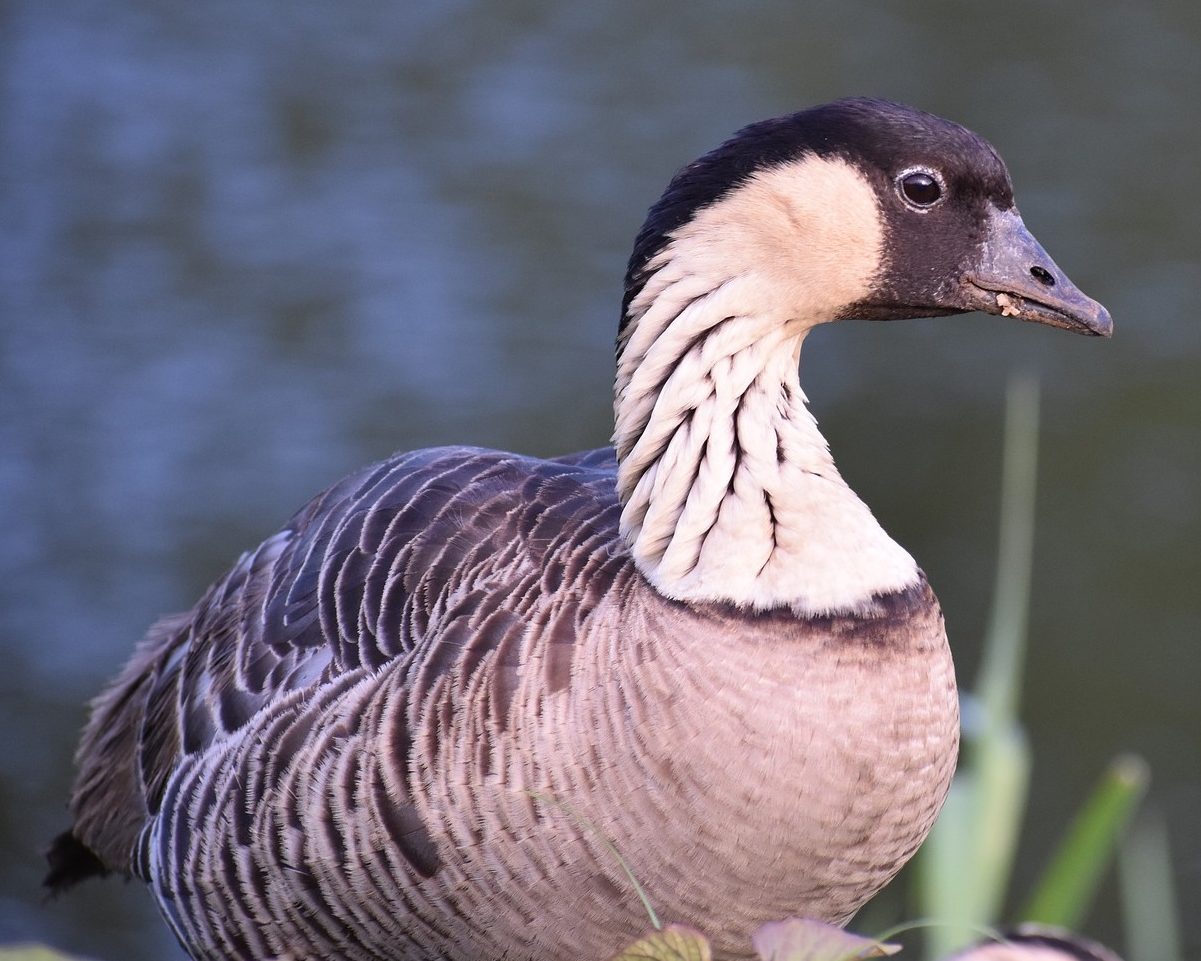 adult nene bird