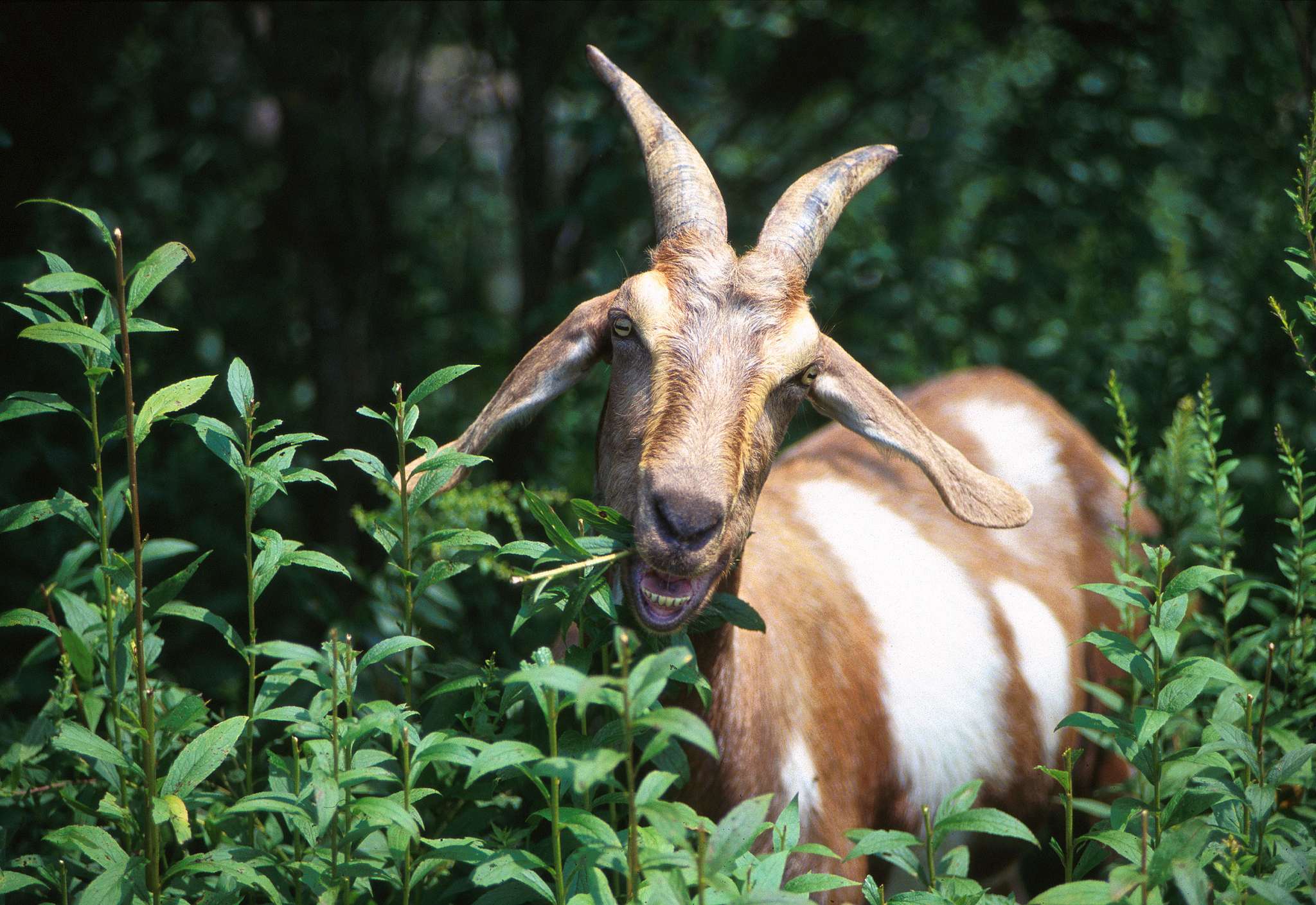 goat grazing on a woody bush