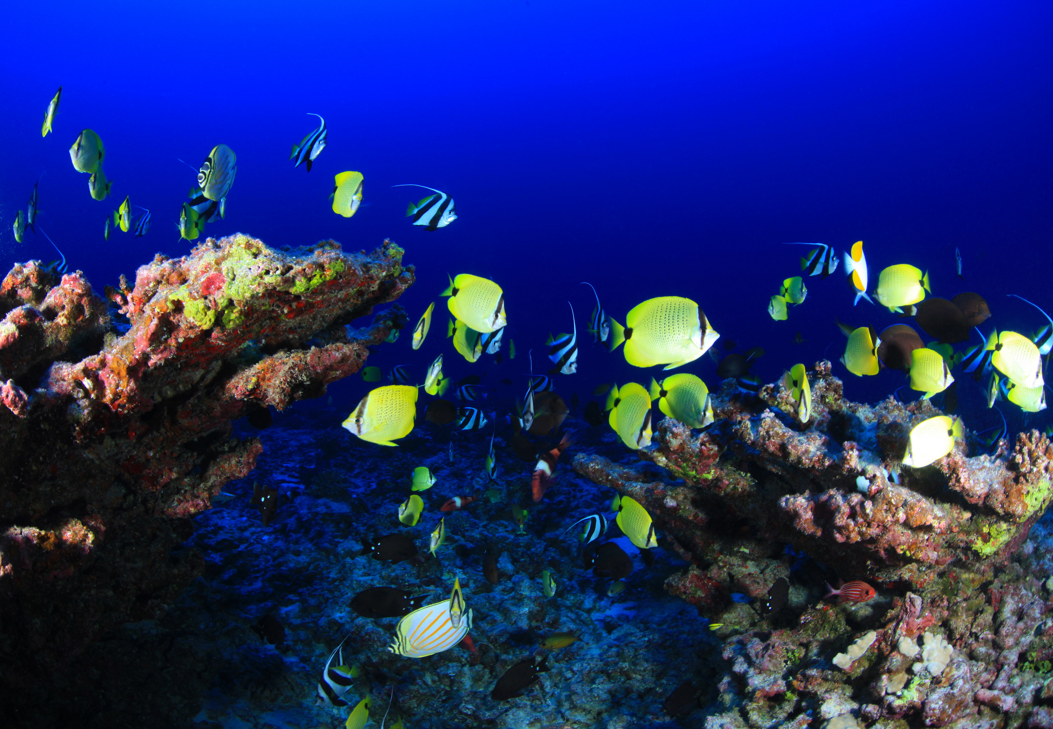 tropical fish swimming around healthy coral reef