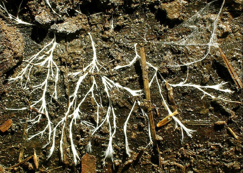 skinny vine like stems that spread out and reach beneath the soil profile