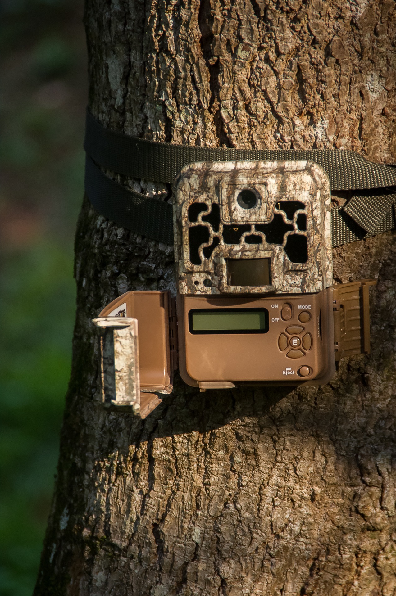 wildlife trail camera wrapped around a tree