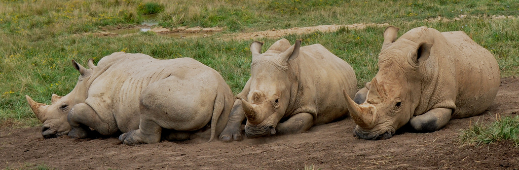 three rhinoceroses laying in the dirt in front of a small stream and grassy field