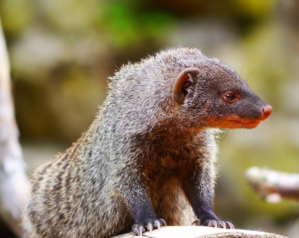 small asian mongoose perched on a rock