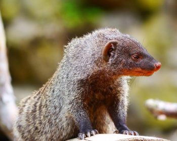 1.5 Non-Native Mongoose (Herpestes javanicus): A Threat to Hawaiian ...