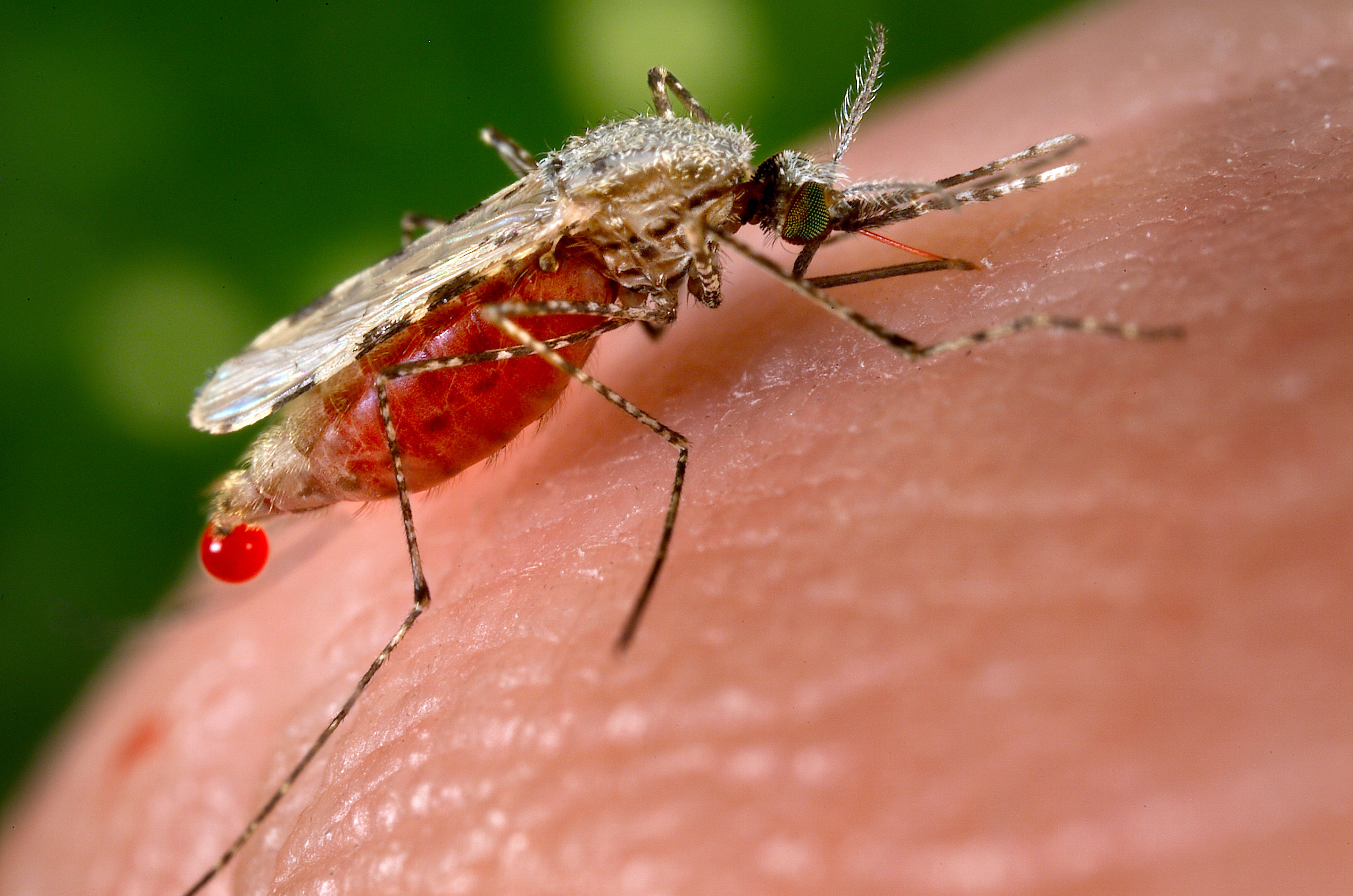mosquito on skin with blood drop behind
