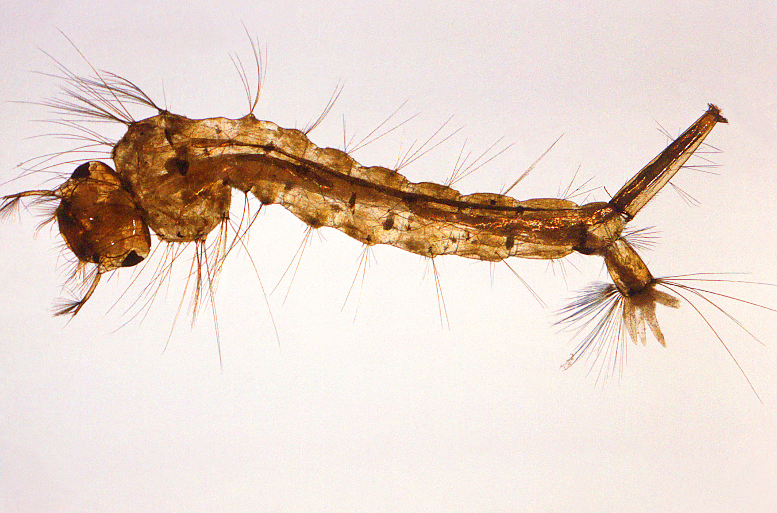 mosquito larva (small work with fine hairs coming off of it with split tail and somewhat scaly skin)