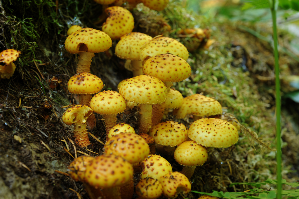 small mushrooms growing from the side of a tree stump