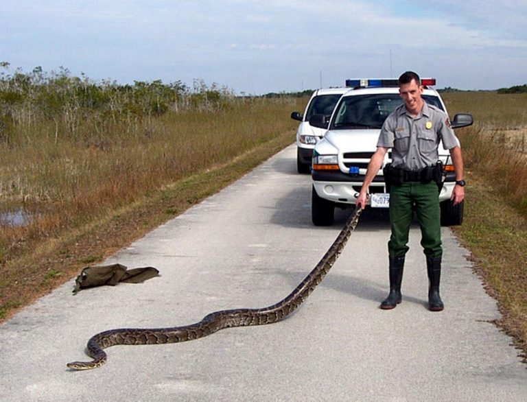 1.4 Invasive Species Burmese Python (Python bivittatus) and its Effect in Florida 