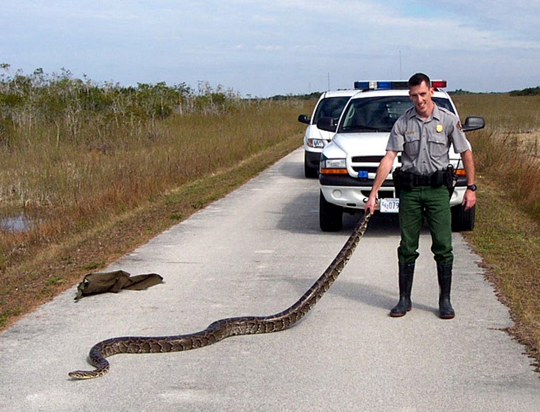 park officer in front of truck on the trail holding tail of python that stretches to the other end of the trail