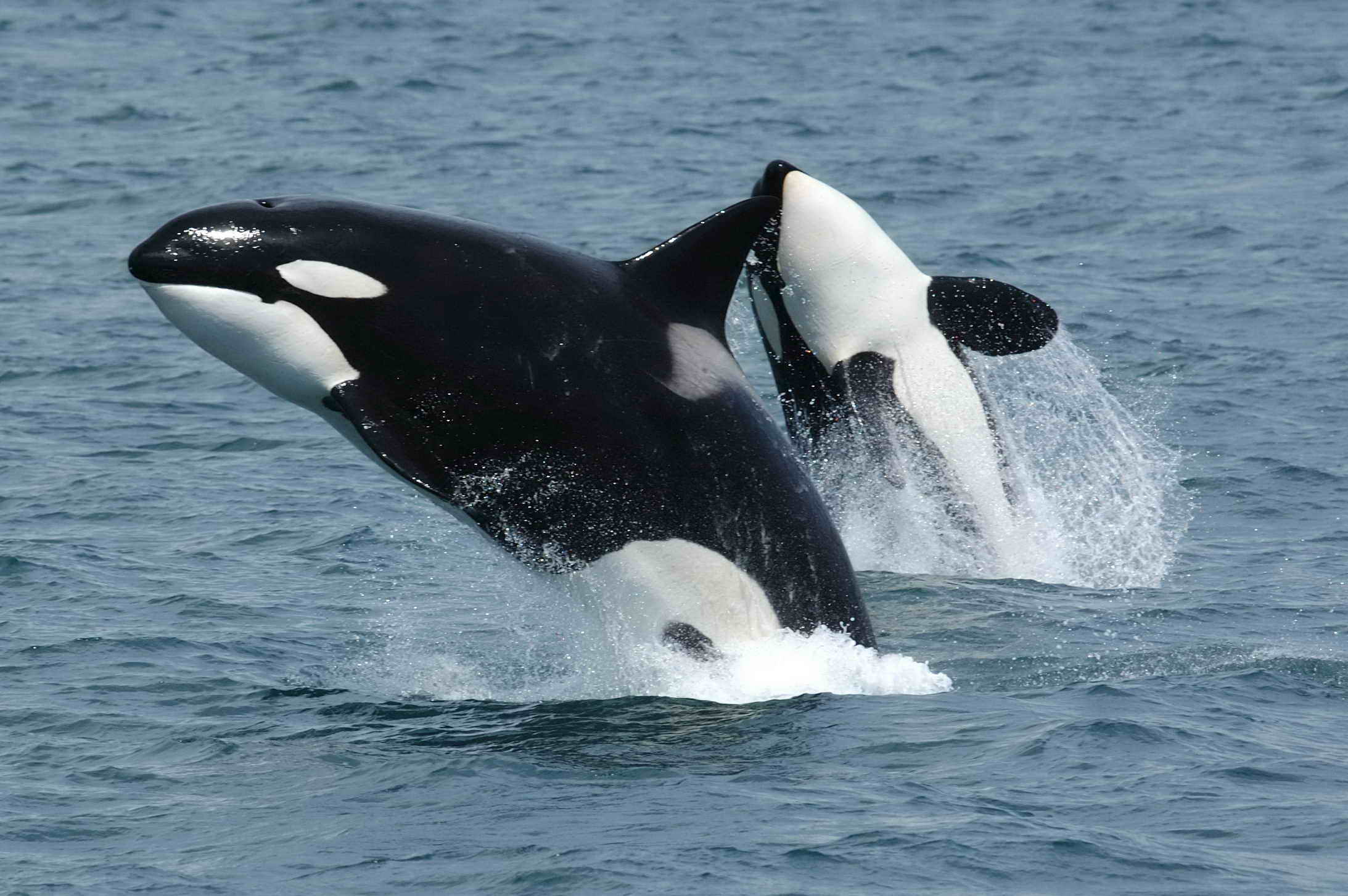 orcas jumping out of water