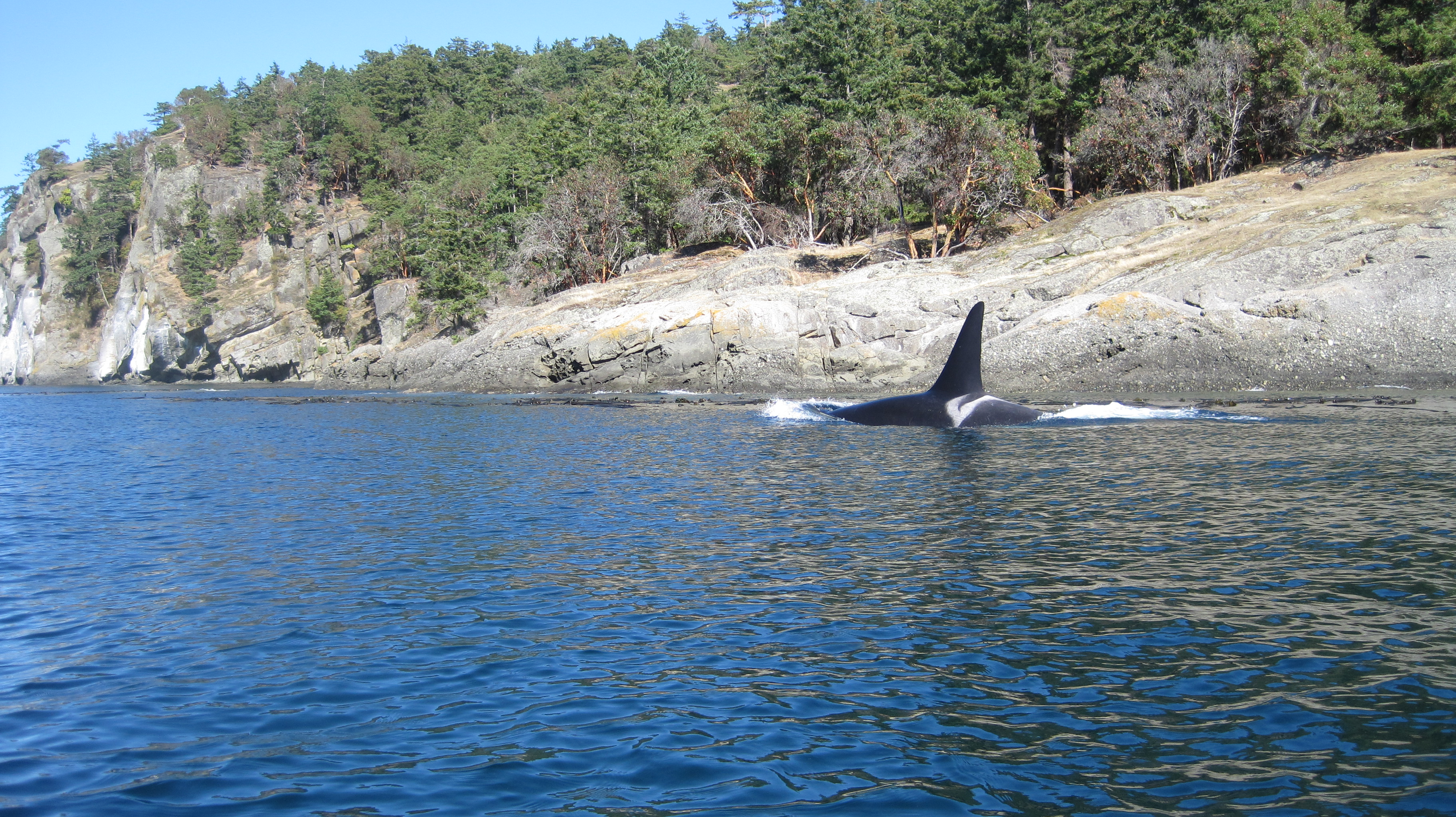 orca fin breaking the water surface in bay with small beach and tree line in background