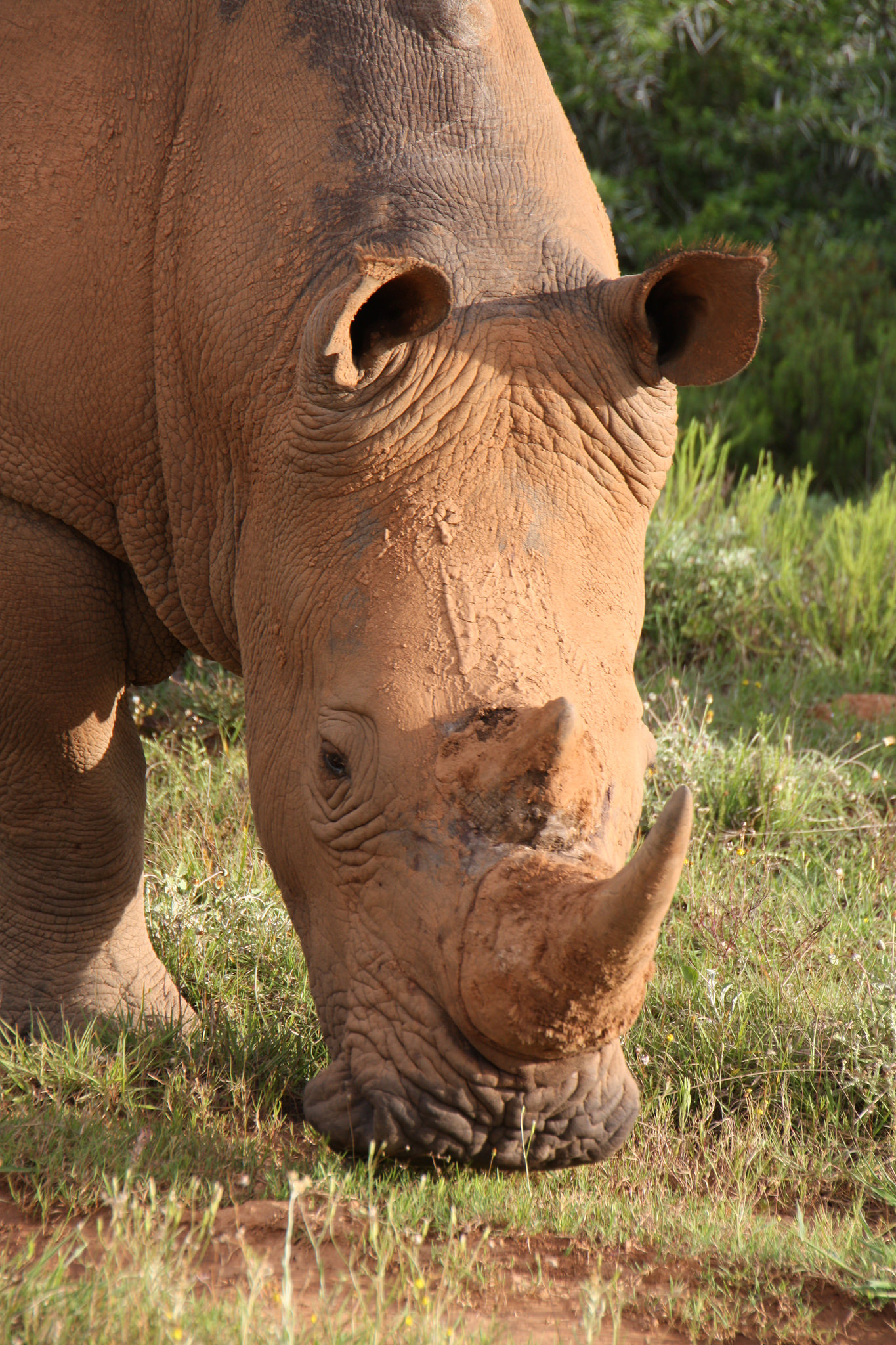 rhinoceros browsing on grass