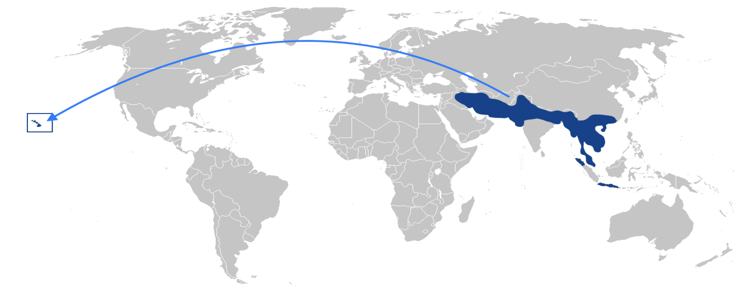 world map showing the native range of the mongoose with an arrow drawn to Hawaii where the mongoose has now occupied