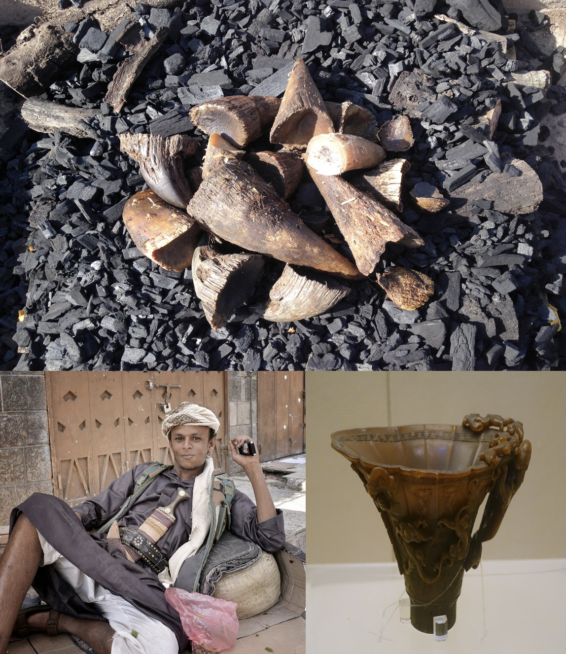 pile of rhino horns over coal, boy leaning on ground with dagger in belt, and Chinese cup made of rhino horn behind glass on museum shelf