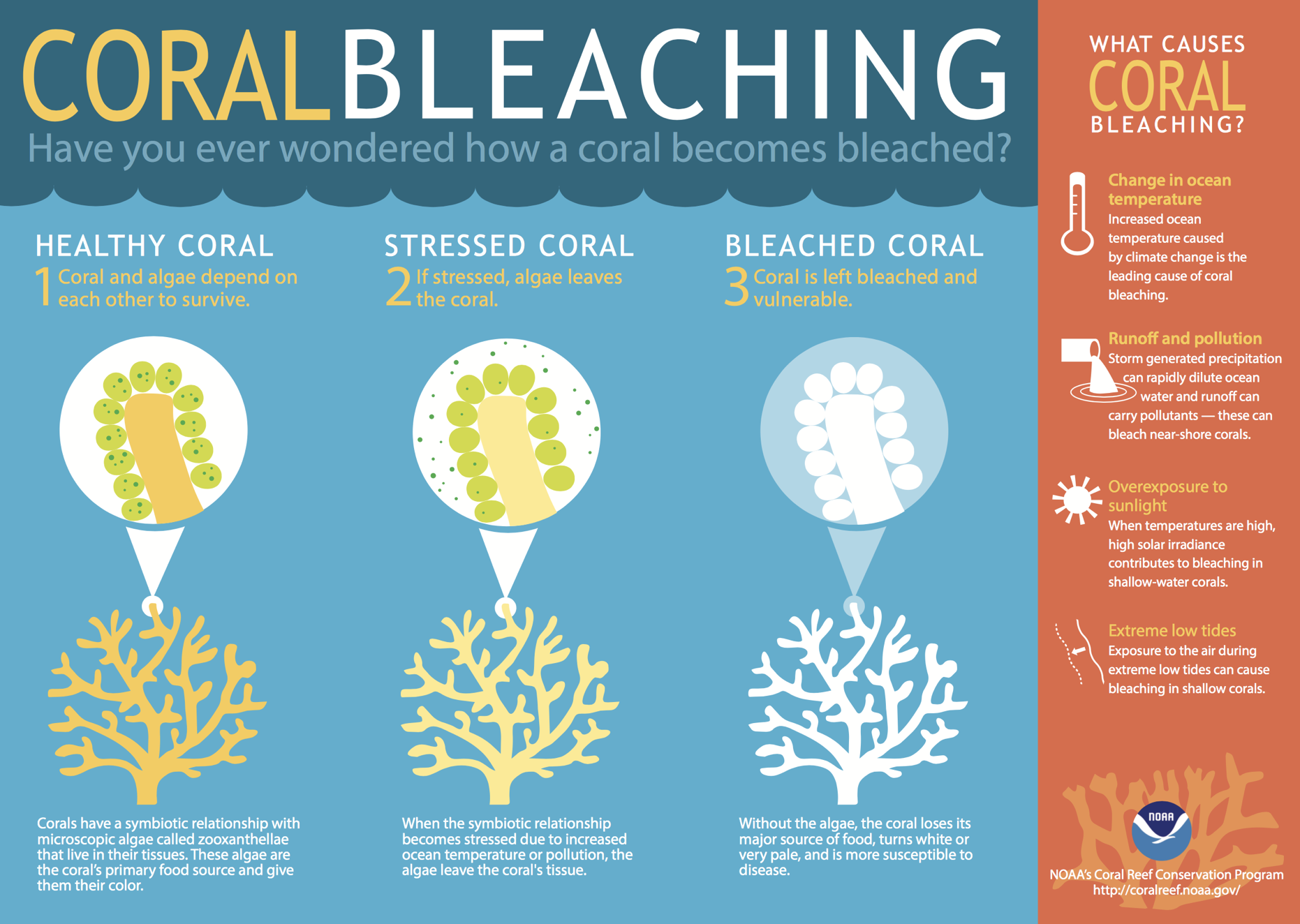 NOAA infographic of coral bleaching showing a healthy coral, stressed coral, and a bleached coral with varying levels or algae levels