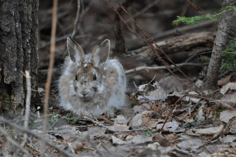 4.2 Snowshoe Hare Stands out to Predators as a Result of Climate Change
