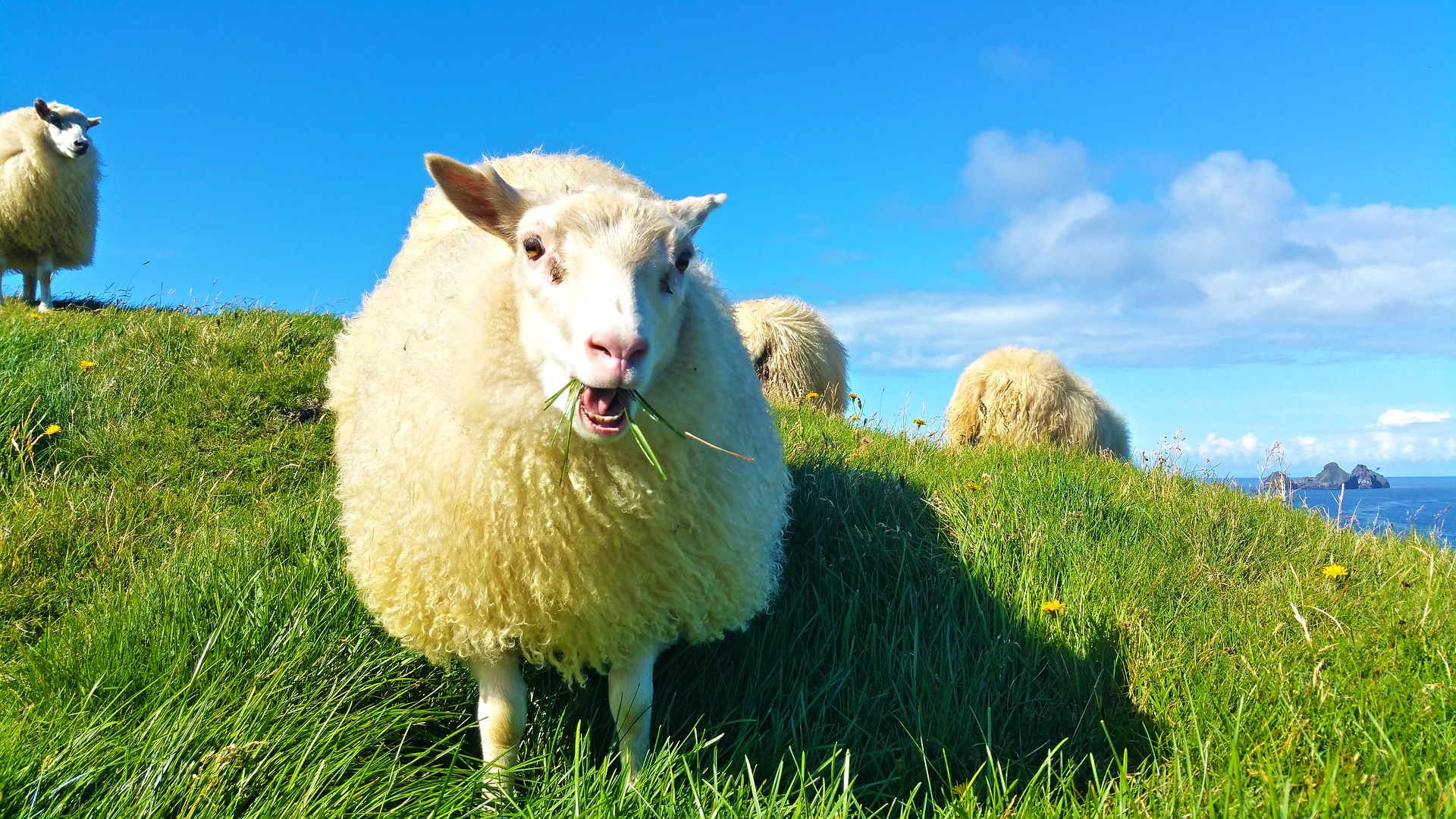 Sheep grazing on Iceland hillside with water in background